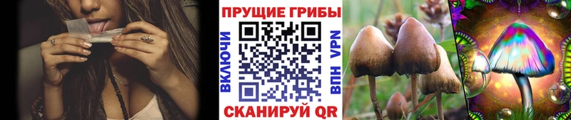 блэк спрут онион  Бабушкин  Галлюциногенные грибы мицелий 